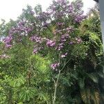 Tibouchina mutabilis ശീലം