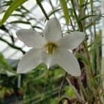 Dendrobium auriculatum Flower