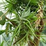 Tillandsia paleacea Yaprak