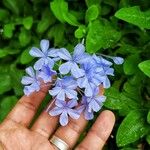 Plumbago auriculataFlor