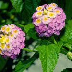 Lantana camara Flor