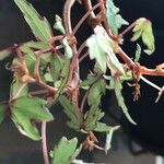 Begonia dregei برگ