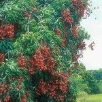 Litchi chinensis Fruto