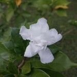 Gardenia jasminoides Květ