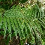 Polystichum ammifolium Habitus