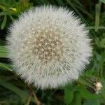 Taraxacum rubicundum Blüte