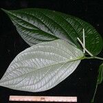 Piper sinuatifolium 葉