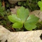 Sanicula europaea Hoja