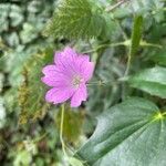 Geranium × oxonianum Flower