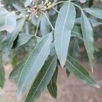 Lithraea molleoides Hoja