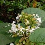 Clerodendrum infortunatum Blomma