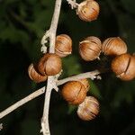 Itzaea sericea Fruto