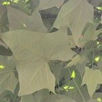 Brachychiton discolor Hoja