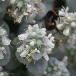 Stachys candida Blomst