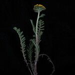 Hippolytia dolichophylla Hábito