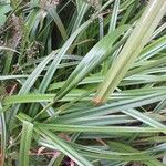 Scirpus sylvaticus Blatt