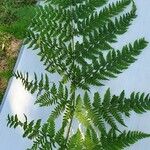 Dryopteris expansa Leaf