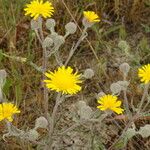 Andryala integrifolia Žievė