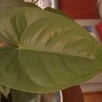 Anthurium andraeanum 葉