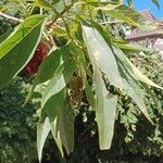 × Chitalpa tashkentensis Fuelha