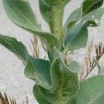 Verbascum phlomoides ᱪᱷᱟᱹᱞᱤ