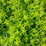 Sedum sarmentosum List