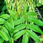 Fraxinus excelsior 葉