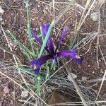 Iris spuria Virág