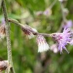 Eirmocephala brachiata Flower