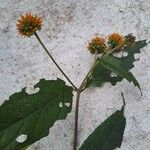 Tilesia baccata Flors