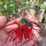 Grevillea speciosa Flower