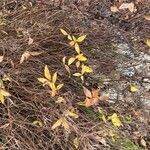 Spiraea cantoniensis Fuelha