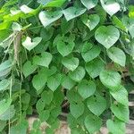 Tinospora cordifolia Folha