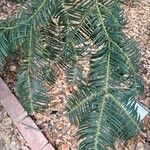 Cephalotaxus fortunei Blad