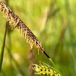 Carex binervis Flor