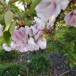 Prunus serrulata Flower