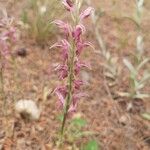 Anacamptis sancta Flor