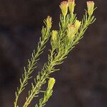 Peucephyllum schottii Кветка