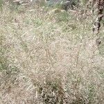 Agrostis capillaris Лист