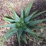 Aloe parvula পাতা