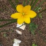 Zephyranthes citrina 花