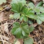 Potentilla canadensis Hoja