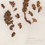 Orobanche gracilis Hábito
