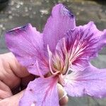 Bauhinia variegata Kwiat