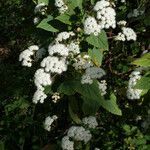 Ageratina adenophora Habit