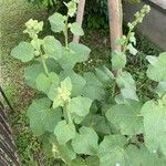 Alcea rosea葉