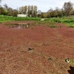 Azolla filiculoides Buveinė