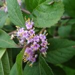 Callicarpa japonica 花