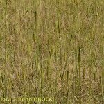 Triticum monococcum आदत