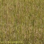 Triticum monococcum Habit